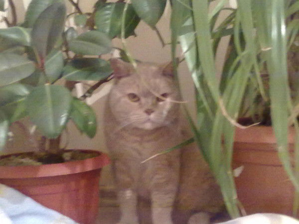 Алексей Руткевич