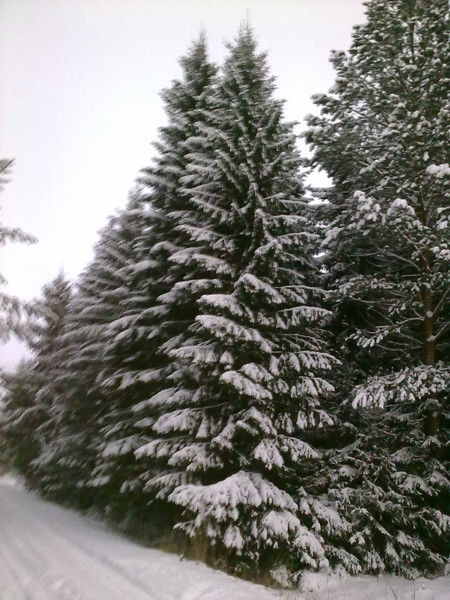 Сергей Половников