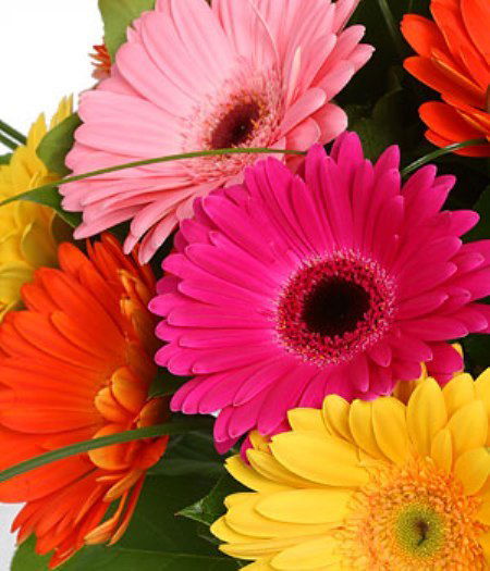 Елена Пятовская