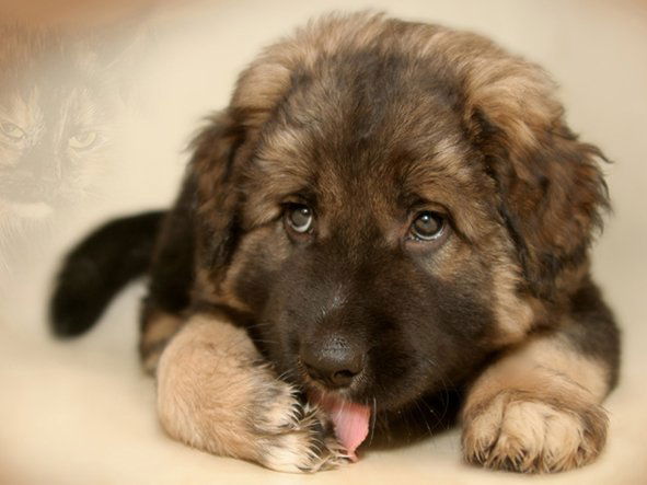 **михаил Маниава