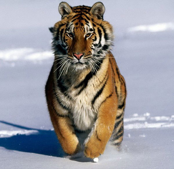 Константин **************