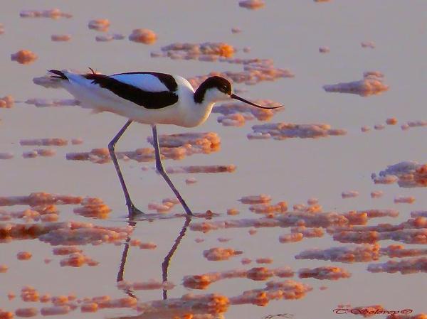 Николай Сидорович