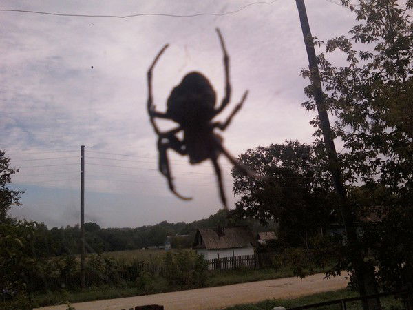 Татьяна Фёдоровна