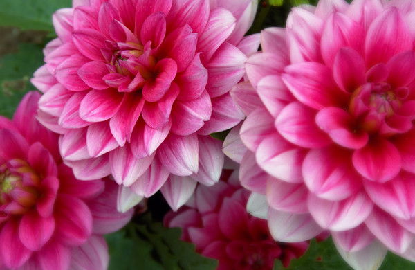 Антонина Щербинина