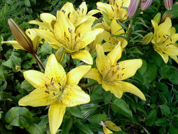 Роза Вилесова