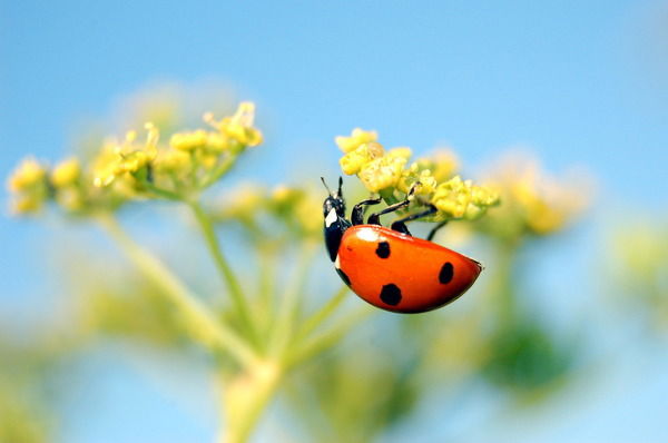 Надежда Канищева