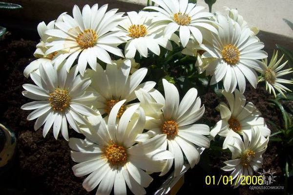 Наталья Мащицкая