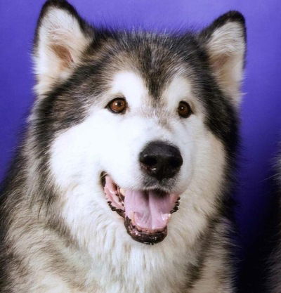 Андрей Лайло