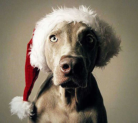 Богдан Титов