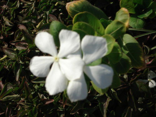 Наталья Прудниченкова (Нечаева)