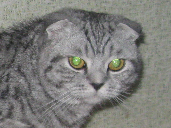 Татьяна Чернова