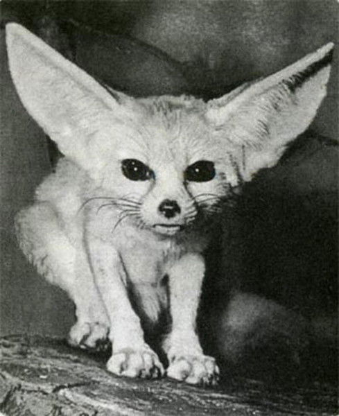 Артем Fox-D Ромах