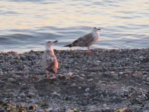 Лариса Самохина