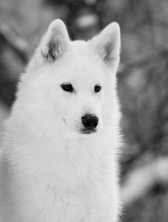 Светлана Балаханова