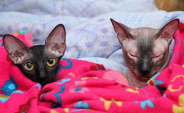 Ольга Чумакова