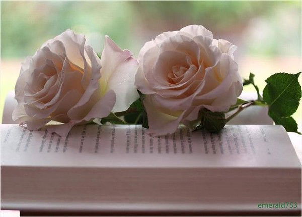 Светлана Данцева