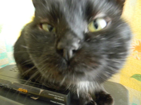 Оксана Козловская