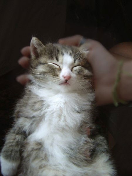 Тишка Кошак