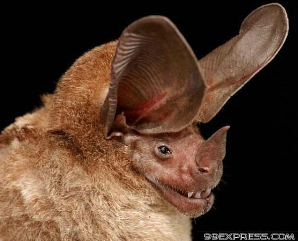 Артем Карпиков