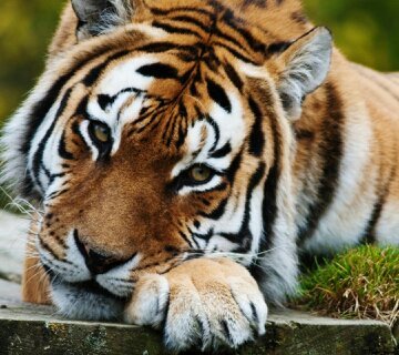 Сережка Васильев