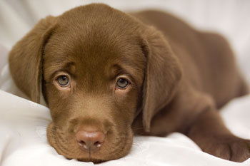 Виноградова Наталья