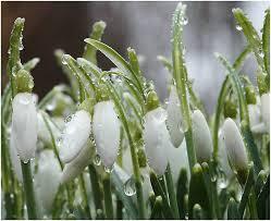 Илона Калиманова