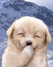 Береза Березовский