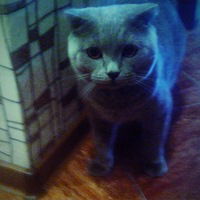 Анастасия Михайлова