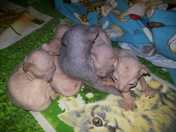 Илья Лутчак