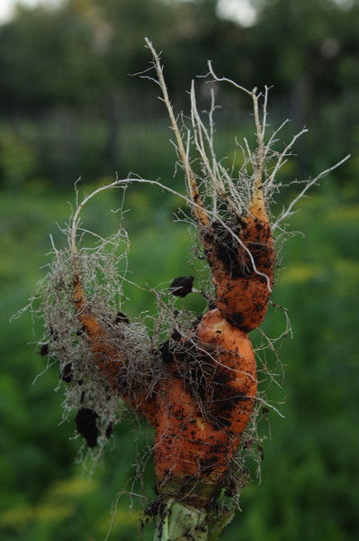 Полина Копылова