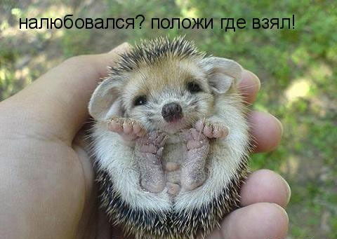 Галина Алборова