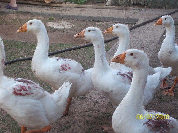 Наиль Камилов