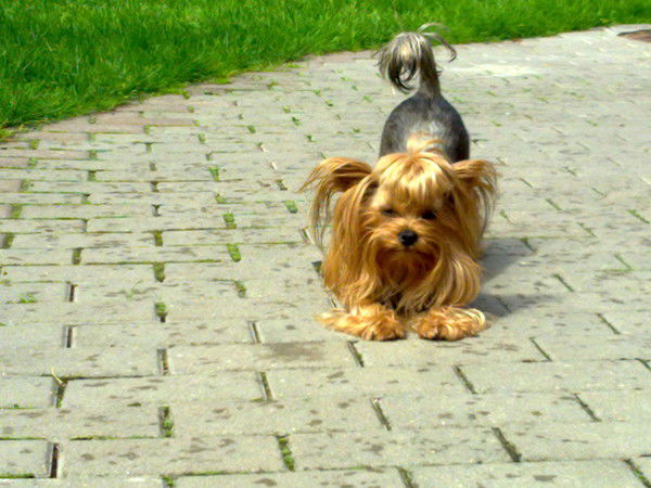 Аннэлия Подсадная