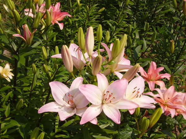 Леонтьева Елена