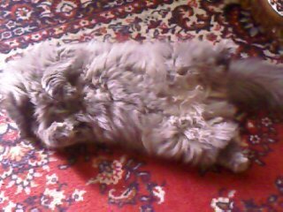 Кент Лесной