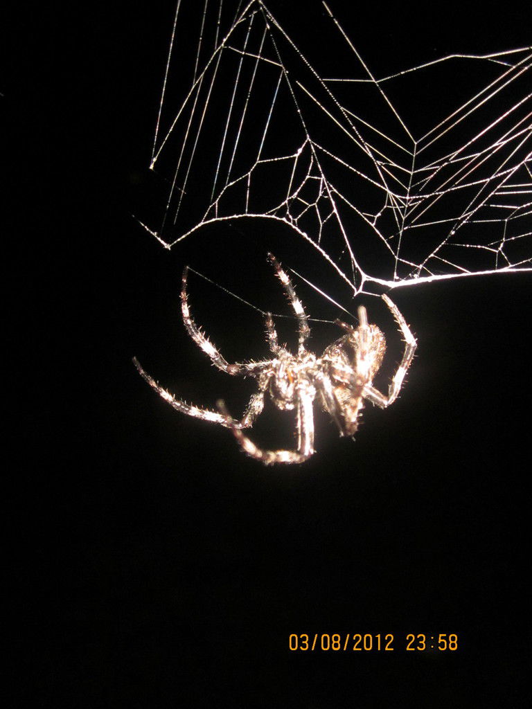 Дмитрий Анатольевич