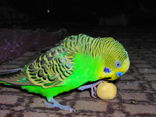 Наталья Михаленко