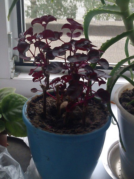 Владимир Ремизов