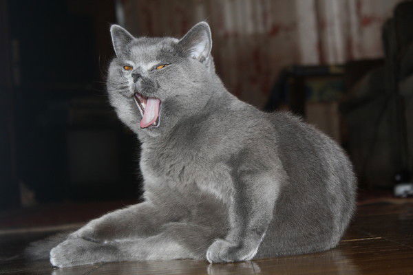 Евгений Востров