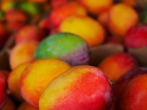 Mango Fruit