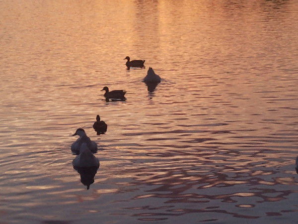 Нэлли Ельяшкевич