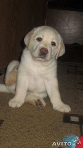 Екатерина Носухина (Комарова)