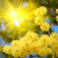 Светлана Антонова