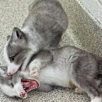 Ляйсан Султанова