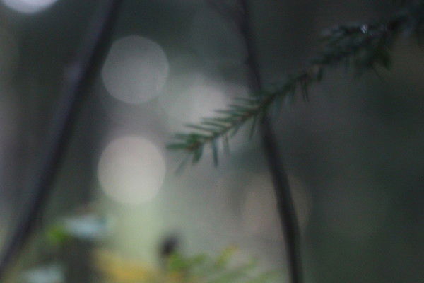 Алексей Фадеев