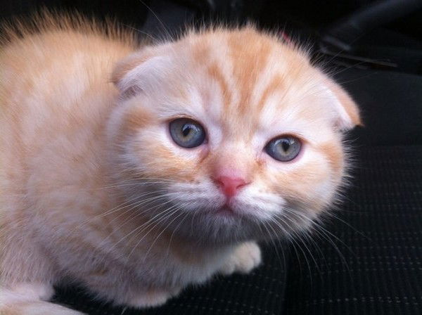 Лариса Томашова