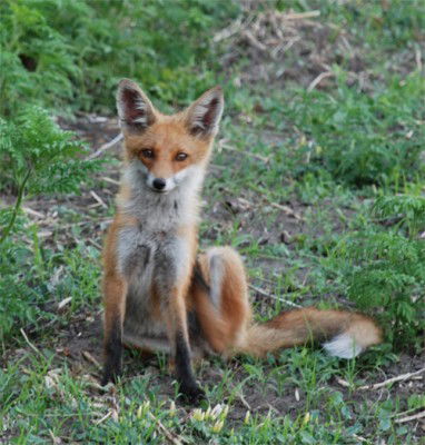 Сергей Сергей