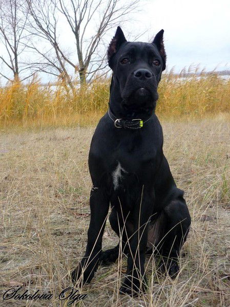 Сева Маринцев