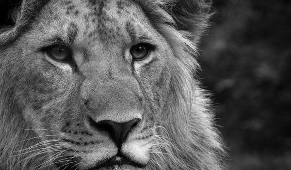 Иван Молотов