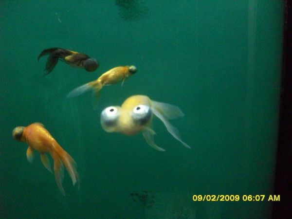 Таня Елизарьева